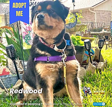 Photo of Redwood