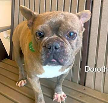 Photo of DOROTHY