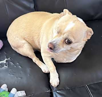 Photo of Bella