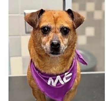 Photo of PIXIE