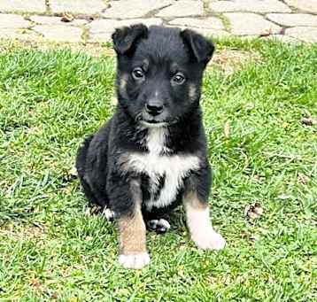 Photo of Max