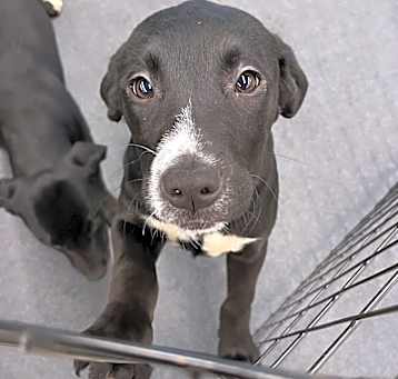 Photo of Mabel