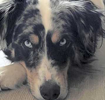 Photo of Blue