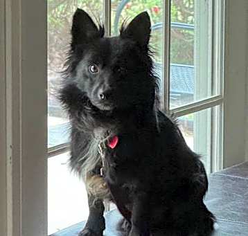 Photo of Stitch
