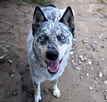 Photo of Stray *Bluey* Avail. 5/10
