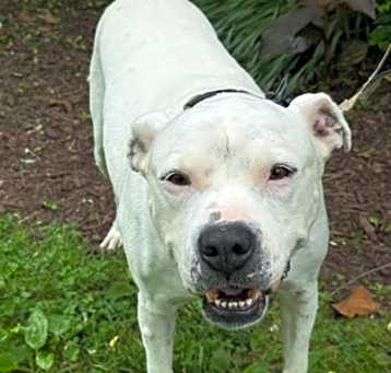 Photo of Bullet