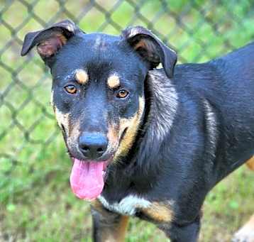 Photo of Trapper