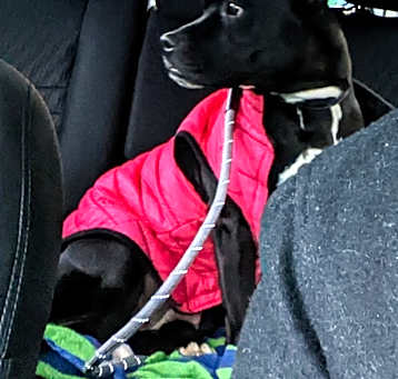 Photo of Lily