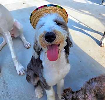 Photo of Paco