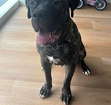 Photo of Chulo