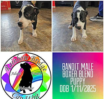 Photo of Bandit