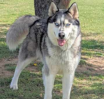 Photo of Dozer