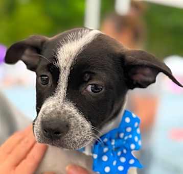 Photo of NY Max (Foster Carmel)