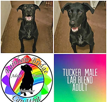 Photo of Tucker