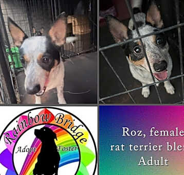 Photo of Roz