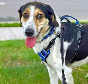 Photo of Molly *Adopt or Foster*