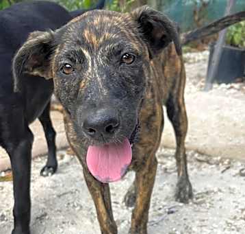 Photo of Kami