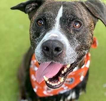 Photo of COBALT