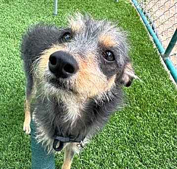 Photo of BENJI