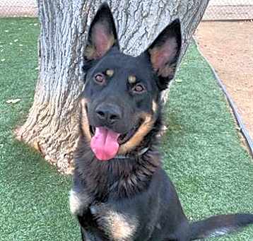 Photo of LOBO