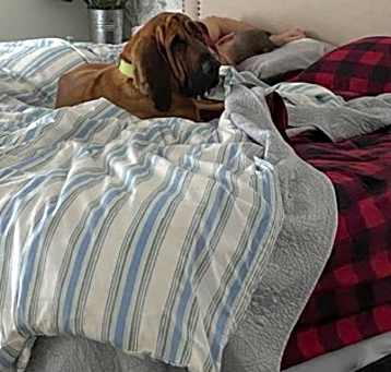 Photo of Beau