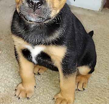 Photo of Hatti
