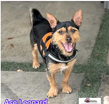 Photo of Ace Leonard