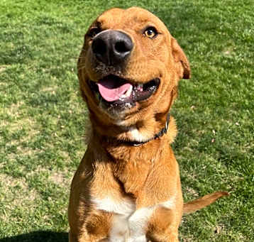 Photo of Buddy