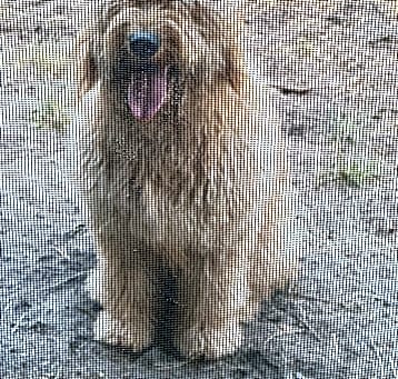 Photo of Maple