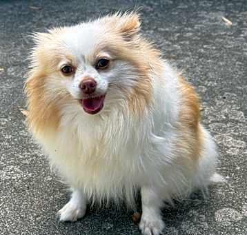 Photo of Dixie