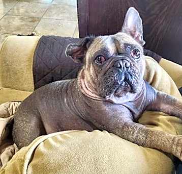 Photo of Hank
