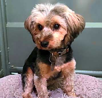 Photo of Snickers Apr 25