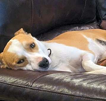 Photo of Taco
