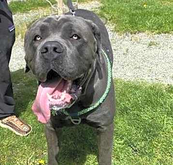 Photo of Rex