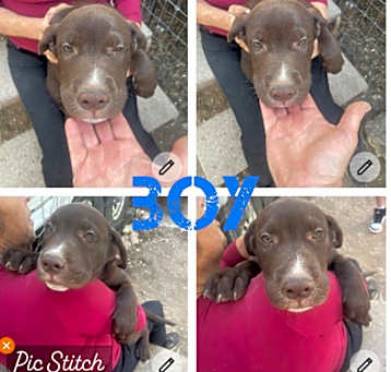 Photo of lab/husky/boxer boy
