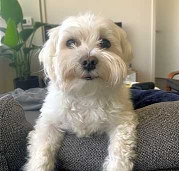 Photo of Aiko