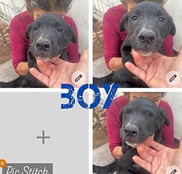 Photo of lab/husky/boxer boy