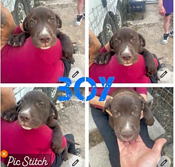 Photo of lab/husky/boxer boy