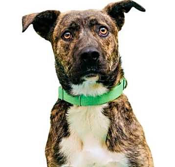 Photo of Indiana Bones
