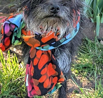 Photo of Lucky