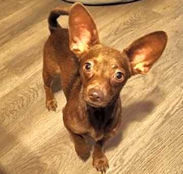 Photo of Ariel (Mom) GC