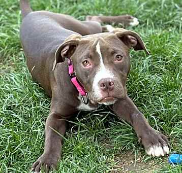 Photo of Meadow