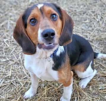 Photo of Barney