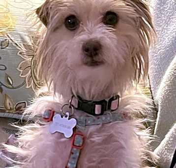 Photo of Layla