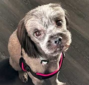 Photo of Phoenix