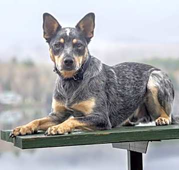 Photo of Radley