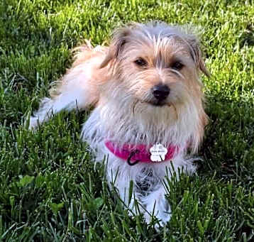 Photo of Queso