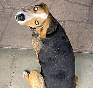 Photo of Ruby