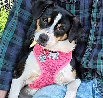 Photo of Shiloh