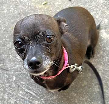 Photo of Onyx